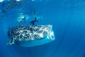 swimming-with-whale-sharks-in-the-maldives