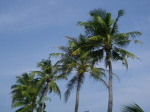 palm-trees-1390540_960_720